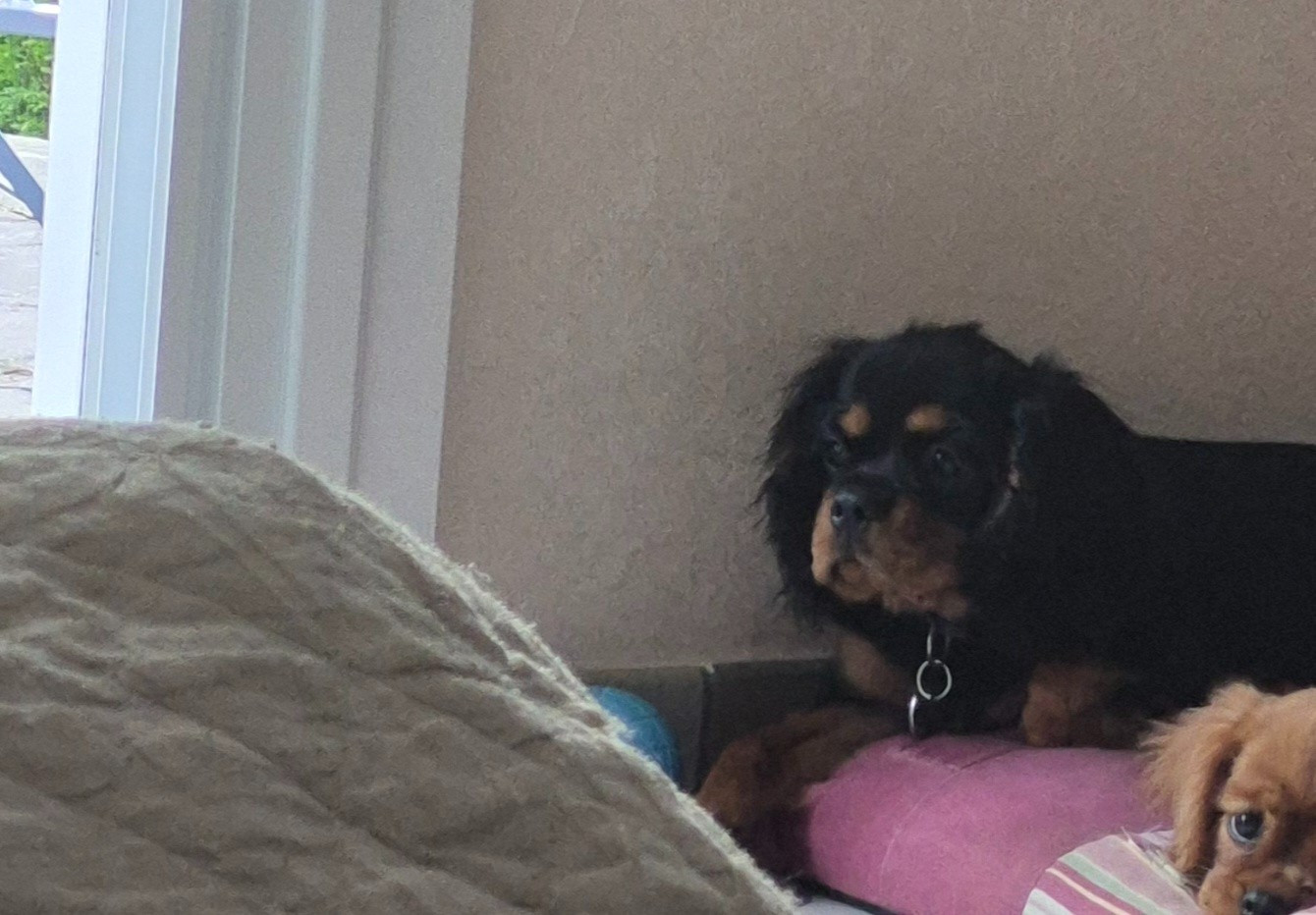 ATHENA NOM NAISSANCE ALICE (Sans Affixe)