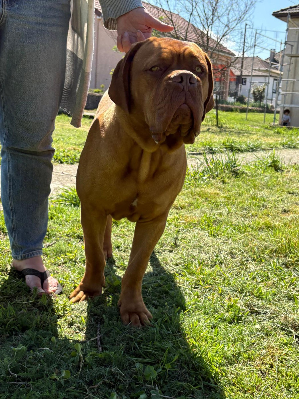 ARES De L'Elite Royal Dog