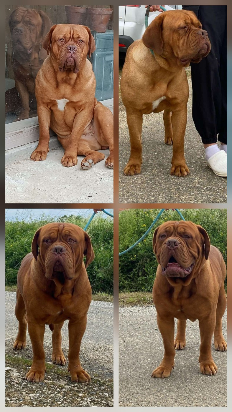TRES JOILES CHIOTS DOGUE DE BORDEAUX DISPONIBLE.