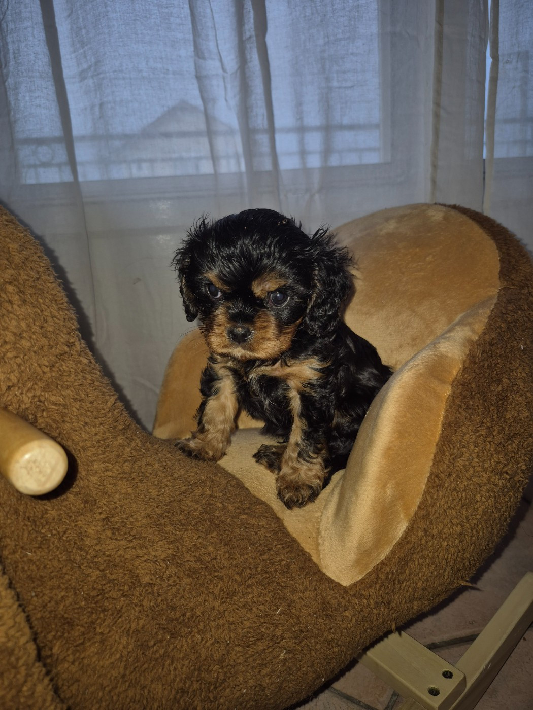 Des compagnons de la belle Etoile - Chiots disponibles - Cavalier King Charles Spaniel